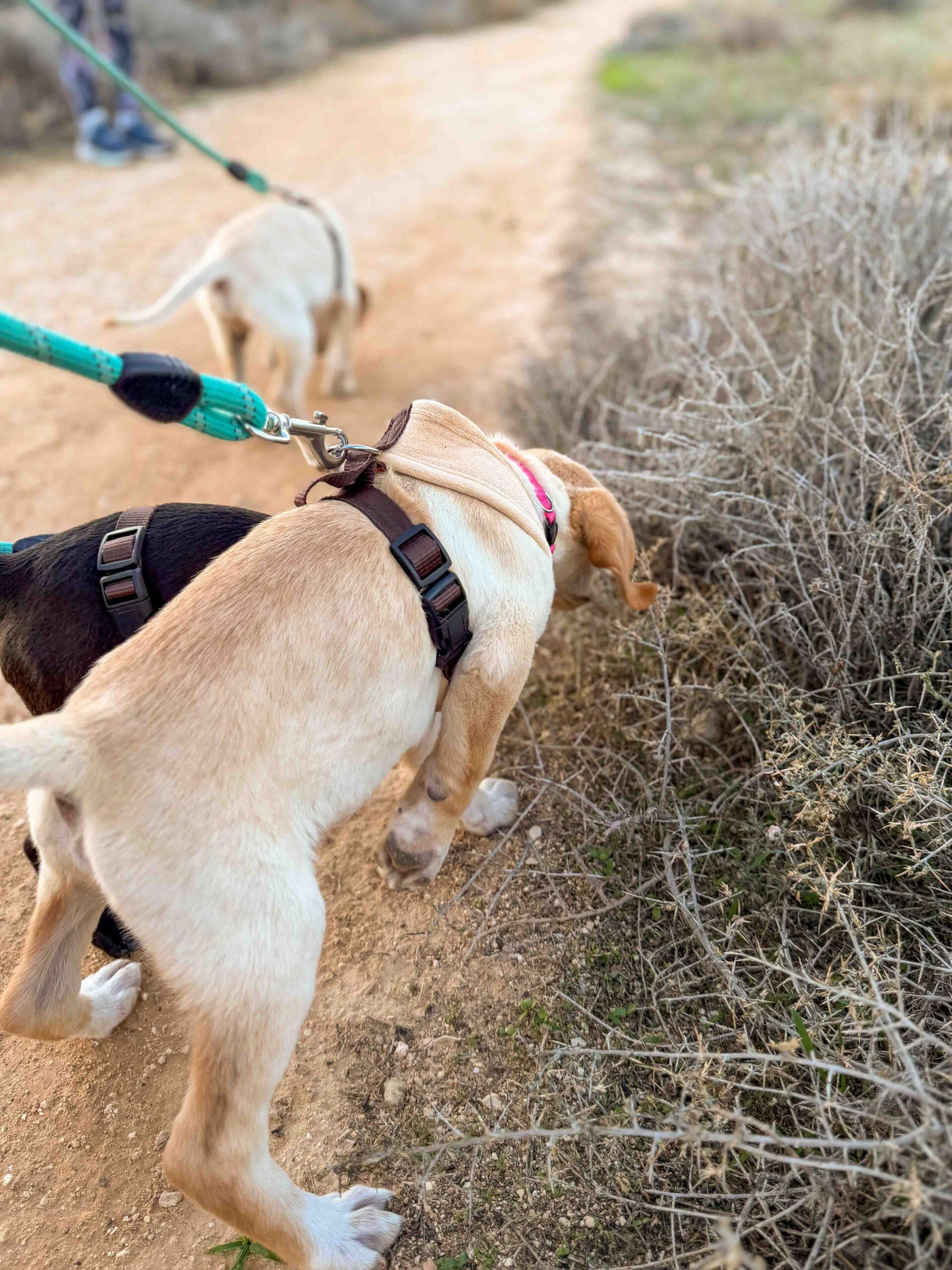 Puppy strandwandeling