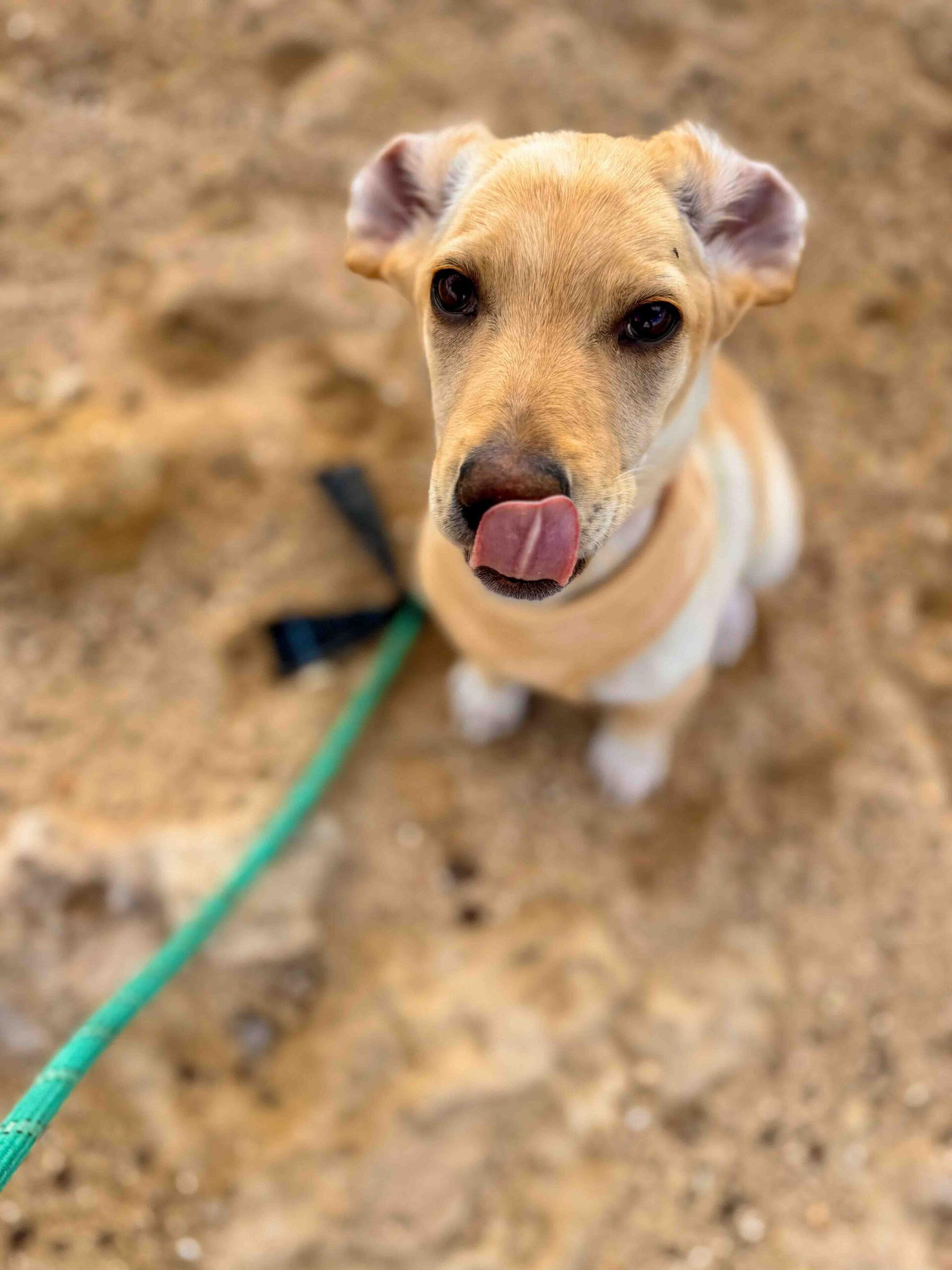 Puppy strandwandeling
