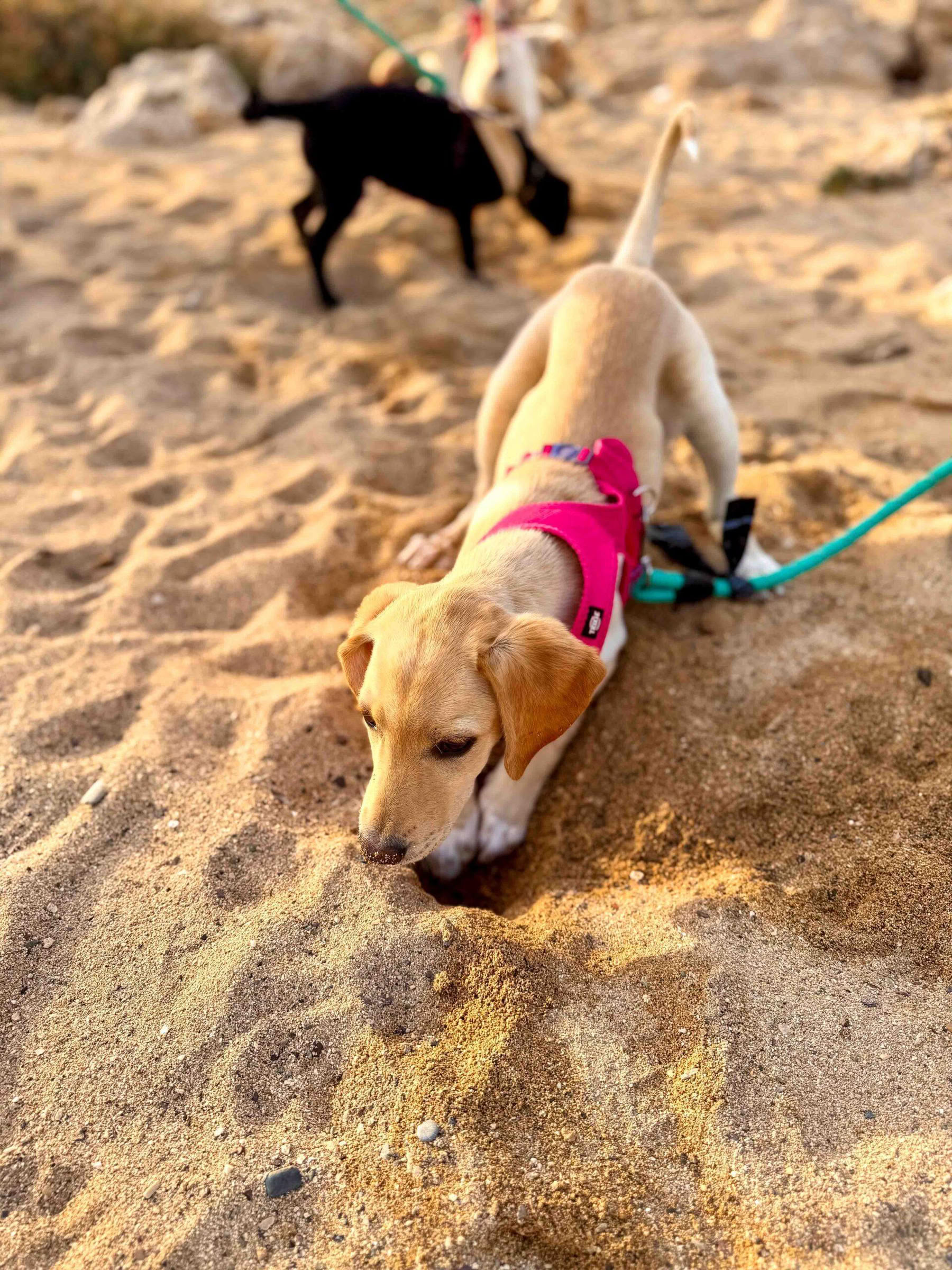 Puppy strandwandeling