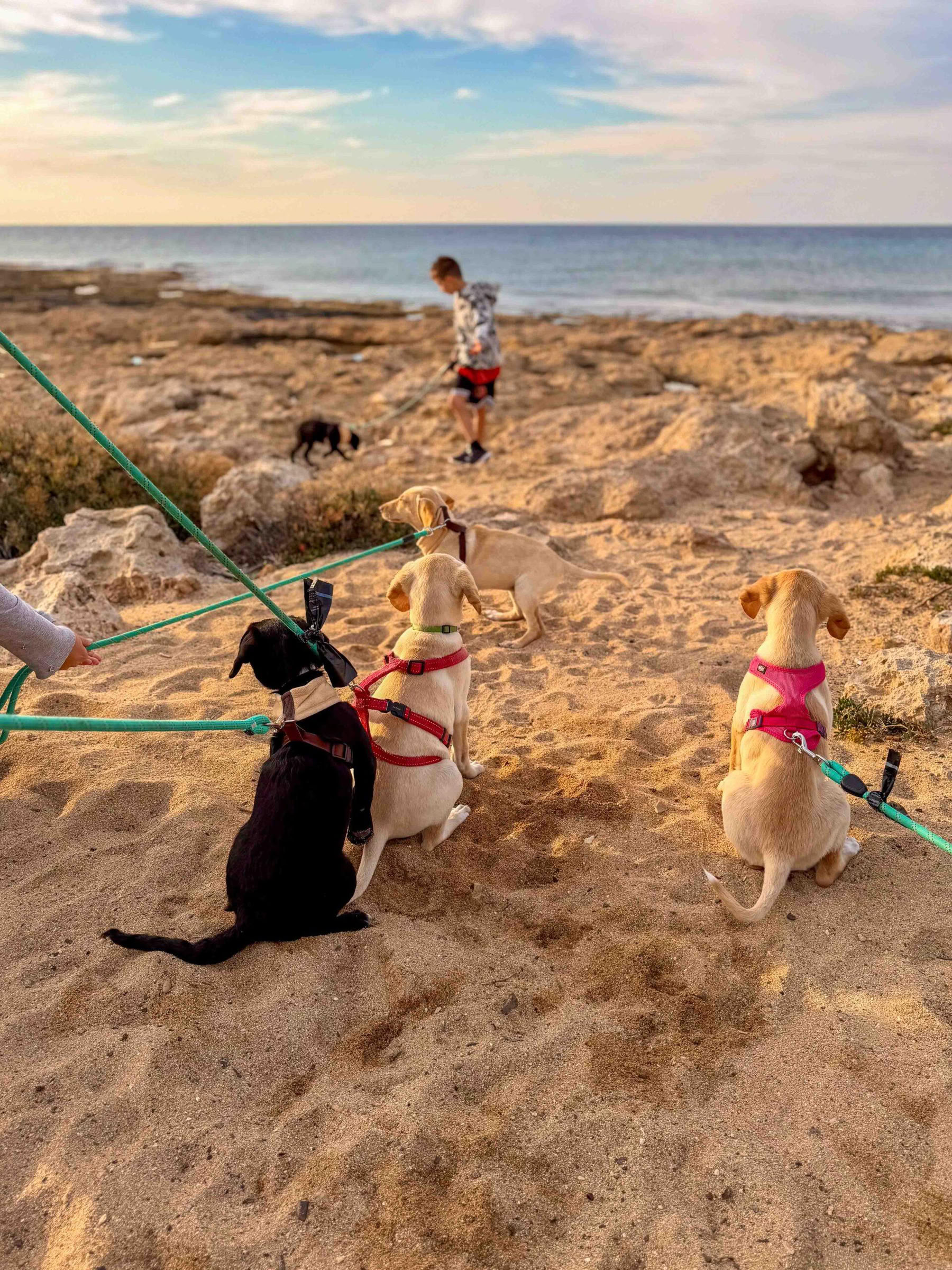 Puppy strandwandeling