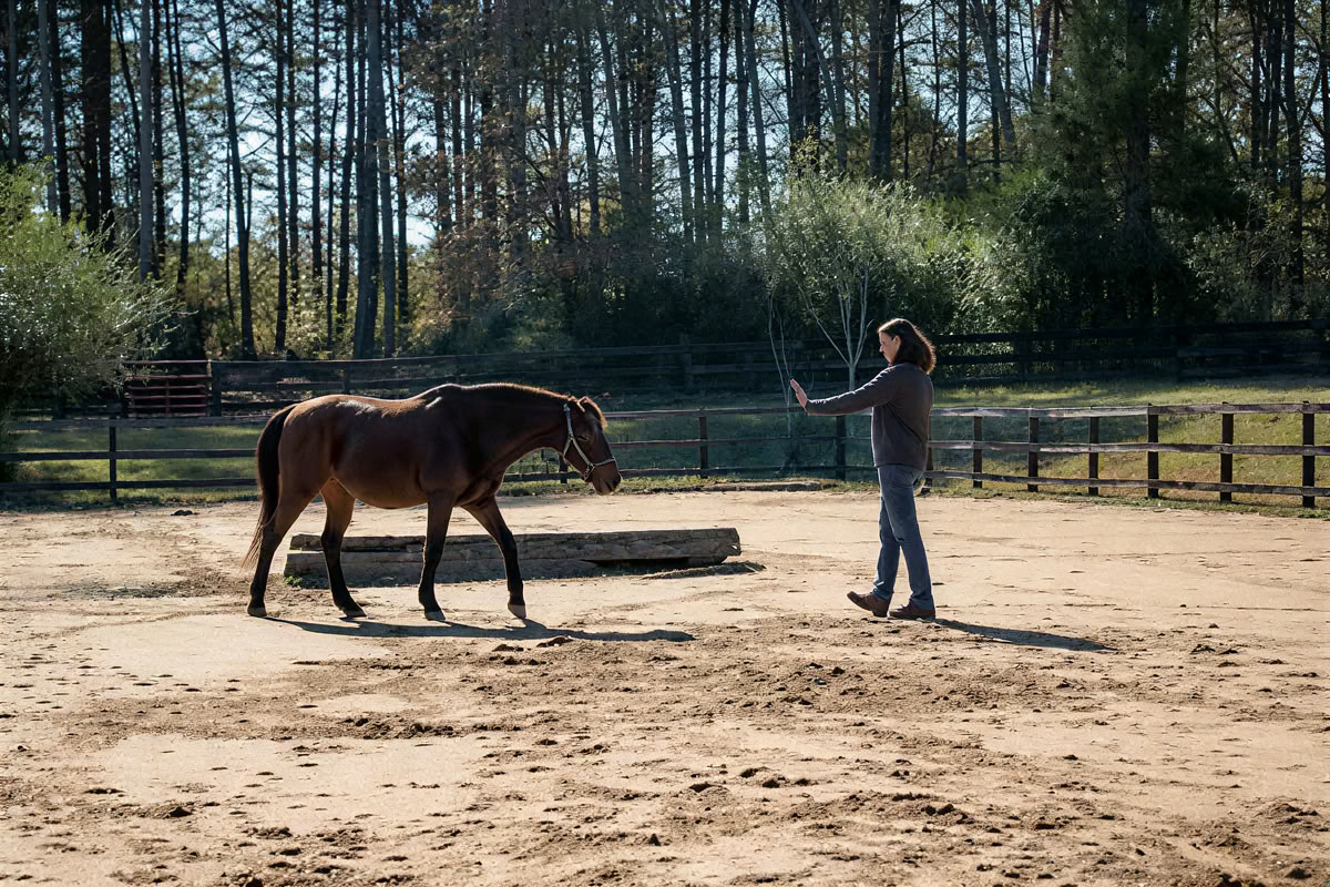 Terugkerende retraites: 4-daagse ervaringsgerichte paardenretraite voor vrouwen op een hoger niveau