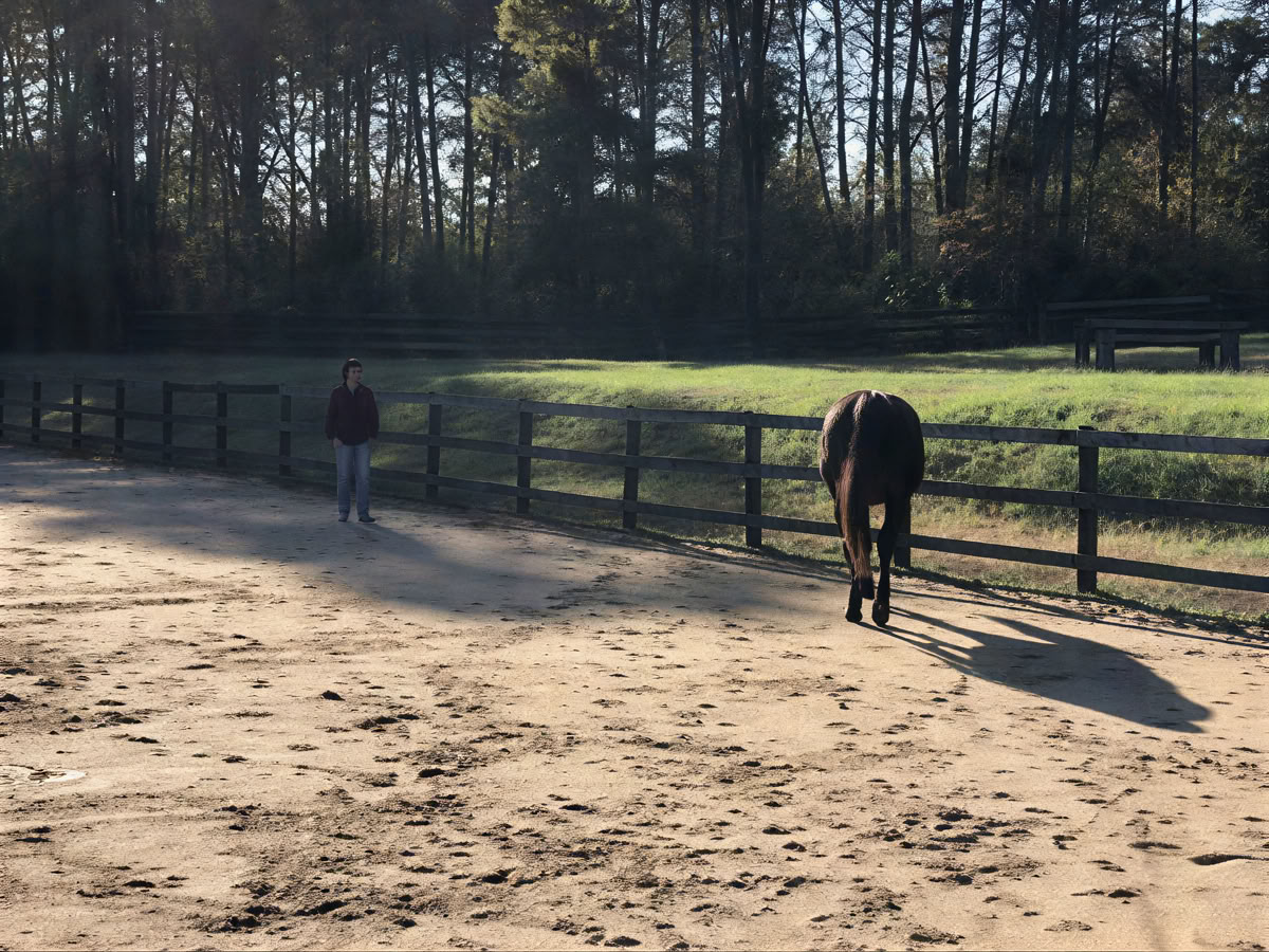 Terugkerende retraites: 4-daagse ervaringsgerichte paardenretraite voor vrouwen op een hoger niveau