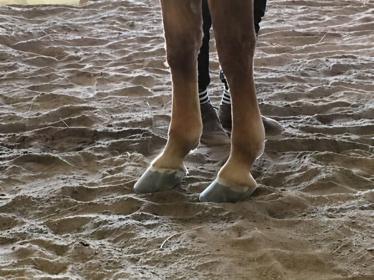 Terugkerende retraites: 4-daagse ervaringsgerichte paardenretraite voor vrouwen op een hoger niveau