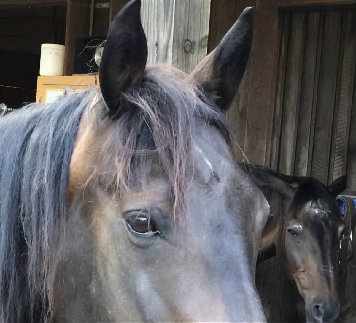 Paardenharmonie: een 3-daagse retraite voor balans en welzijn voor vrouwen