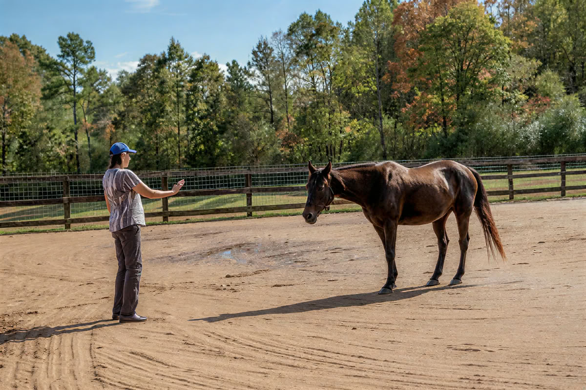 Paardenharmonie: een 3-daagse retraite voor balans en welzijn voor vrouwen