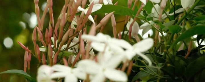 9-daagse Ayahuasca-retraite