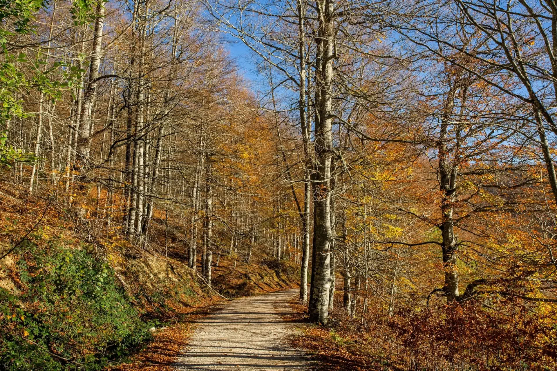 Oktober Yogaretreat: De Gouden Boservaring
