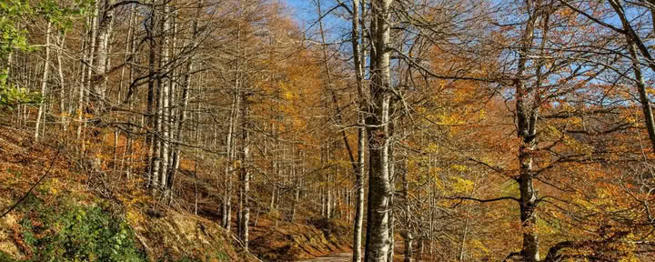 Oktober Yogaretreat: De Gouden Boservaring