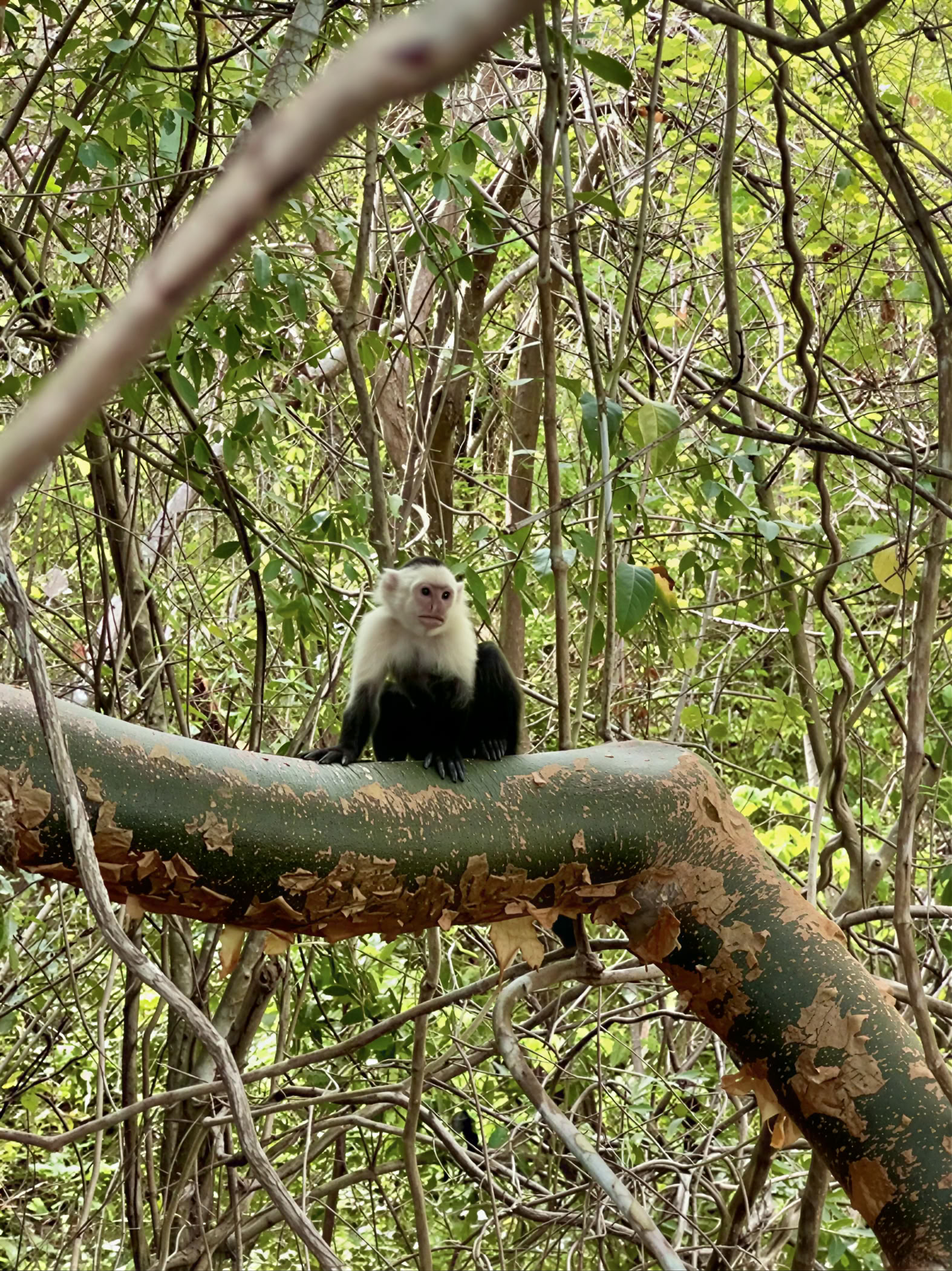 Avontuurlijk natuurretraite - Costa Rica