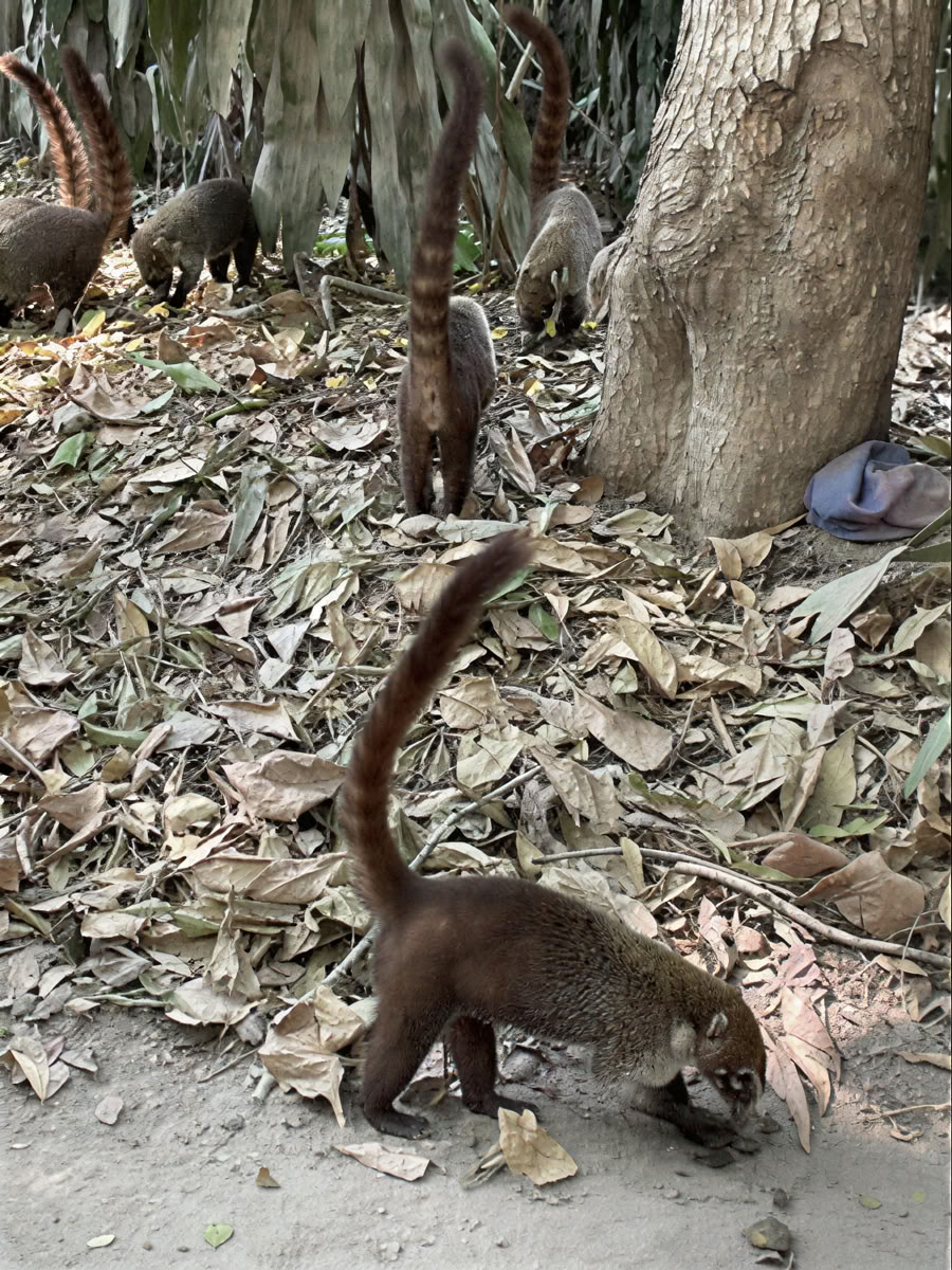 Avontuurlijk natuurretraite - Costa Rica