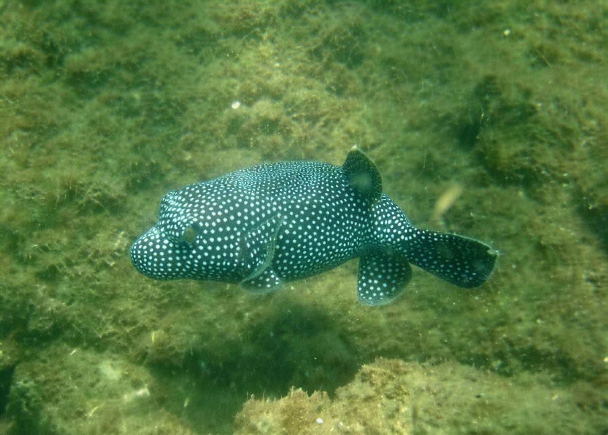 Avontuurlijk natuurretraite - Costa Rica
