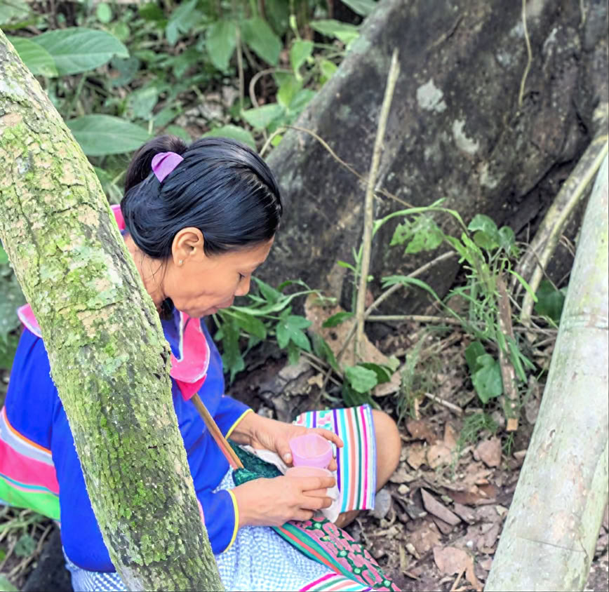 5-daagse introductie tot ayahuasca en Amazonische plantenmedicijn