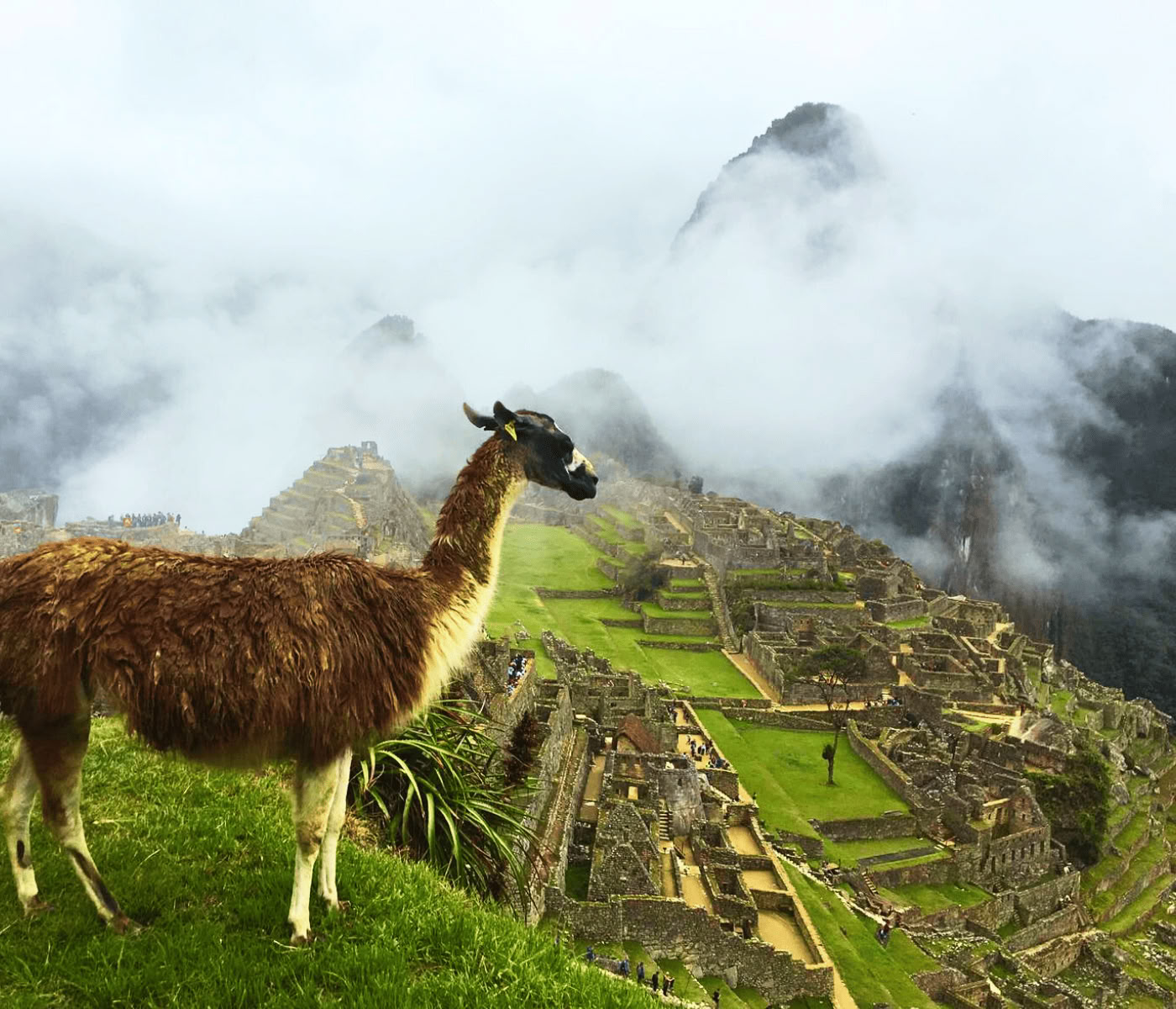 7 dagen ayahuasca-retraite + Machu Picchu
