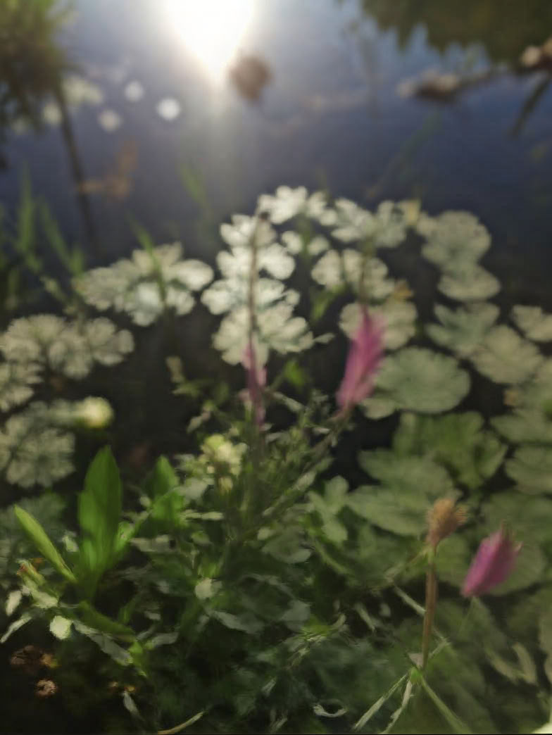 7-daagse Ayurveda- en Yoga-herstelretreat in de Natuur