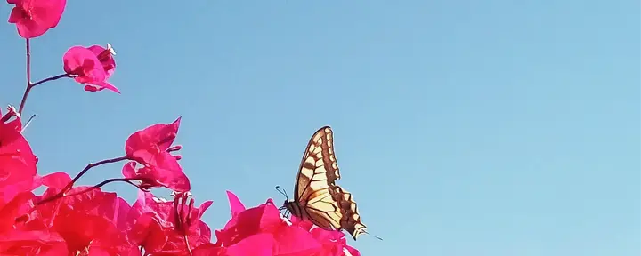 7-daagse Ayurveda- en Yoga-herstelretreat in de Natuur