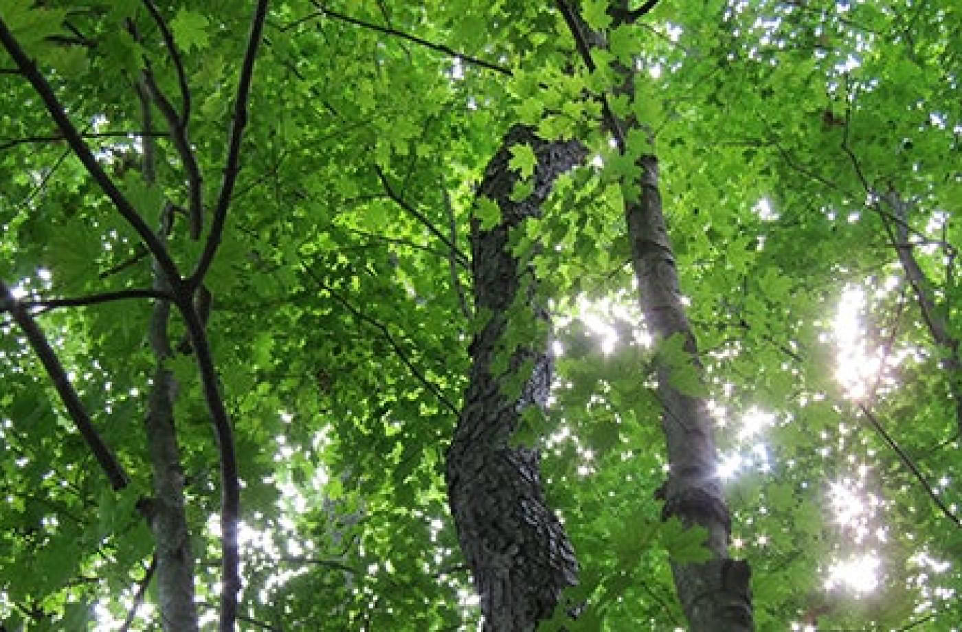 Mindful Buitengids Certificering, Niveau 2: Afstemmen op de Natuur