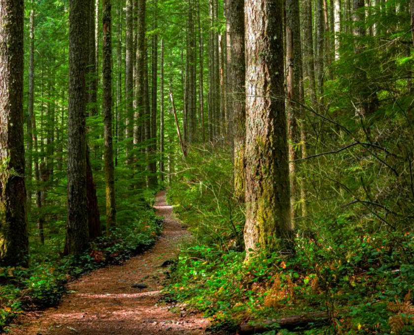 Mindful Buitengids Certificering, Niveau 2: Afstemmen op de Natuur