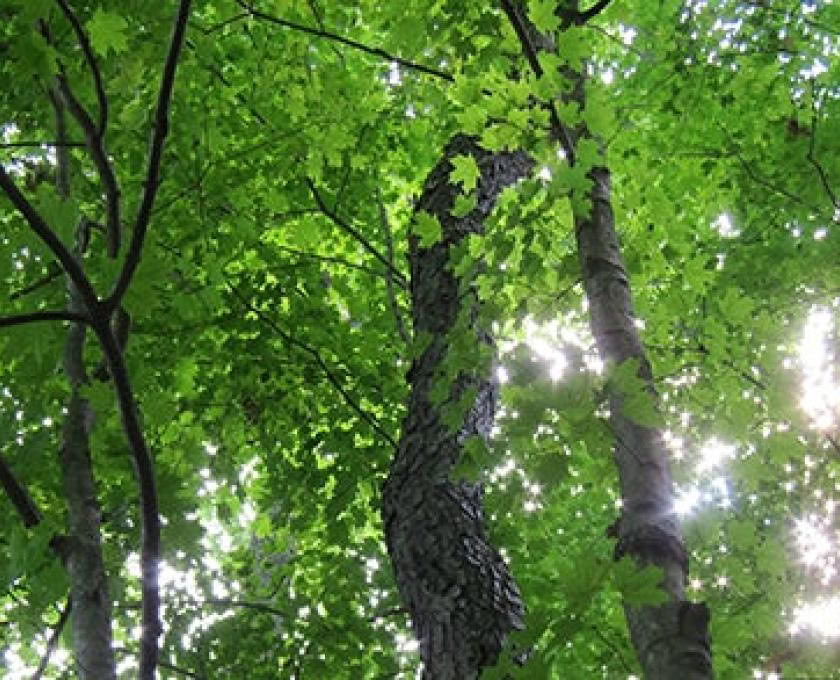 Mindful Buitengids Certificering, Niveau 2: Afstemmen op de Natuur
