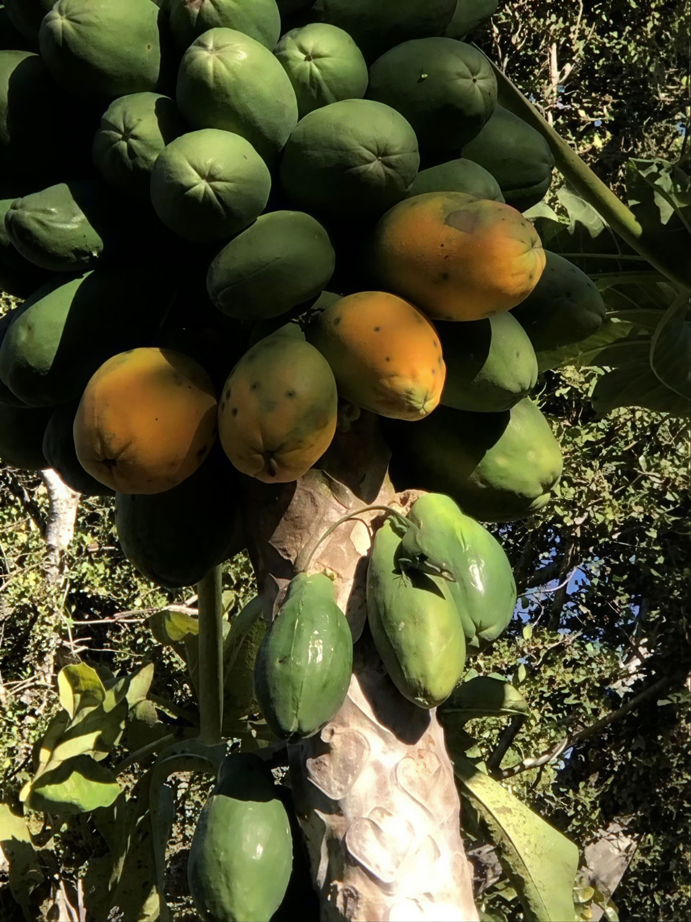 Heilige Tuin Kwekerijtour