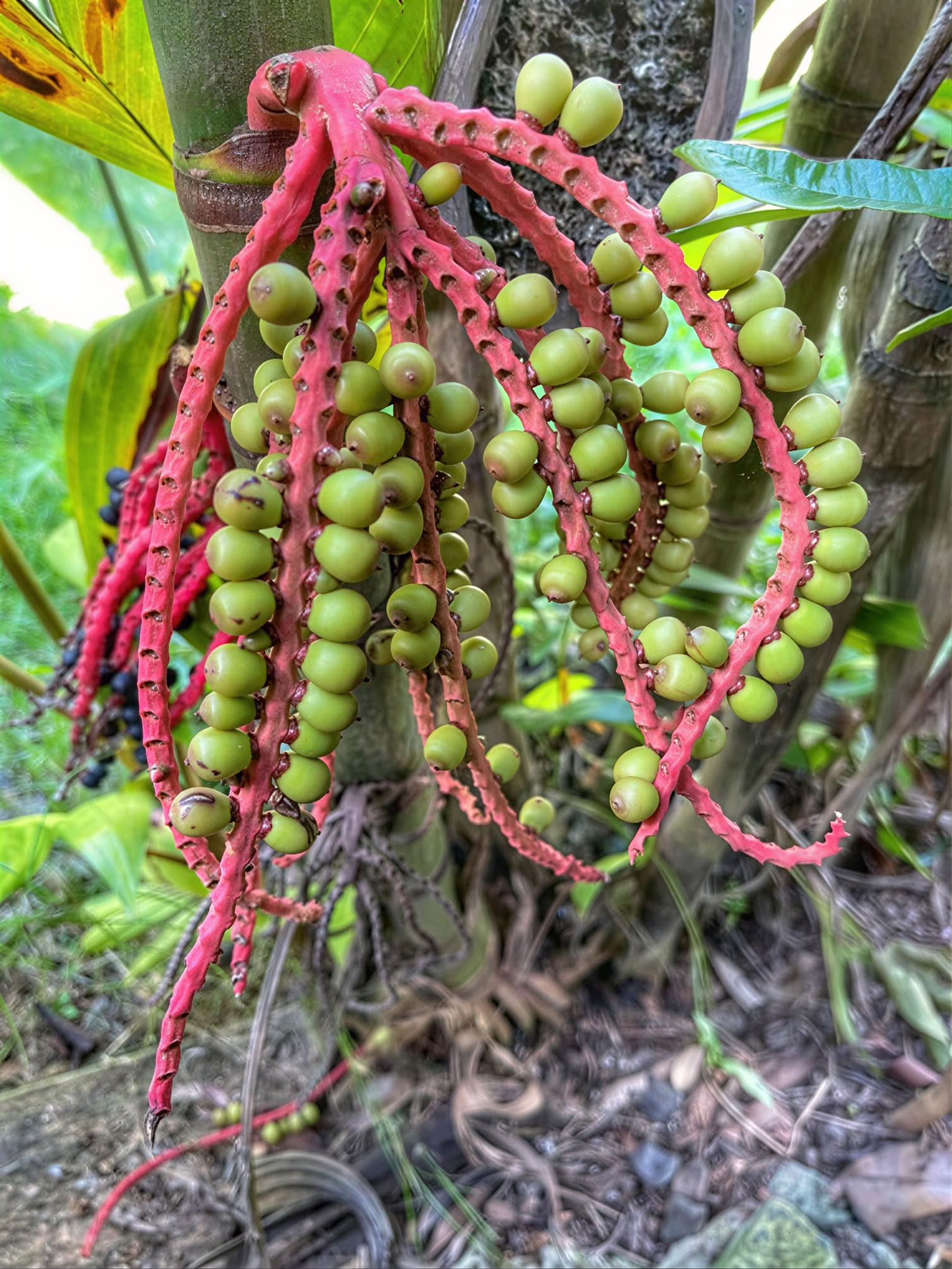 Heilige Tuin Kwekerijtour