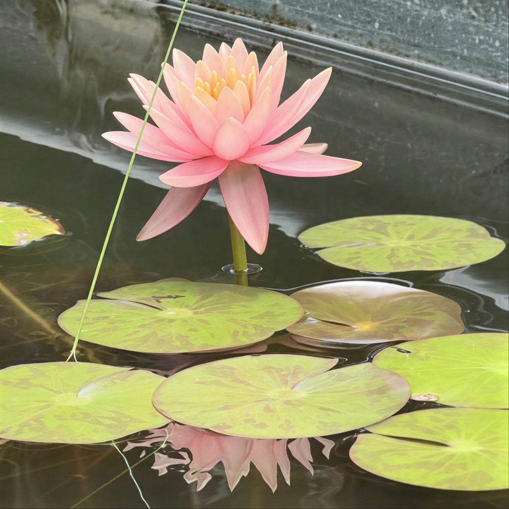 Labyrintgesprek en -wandeling