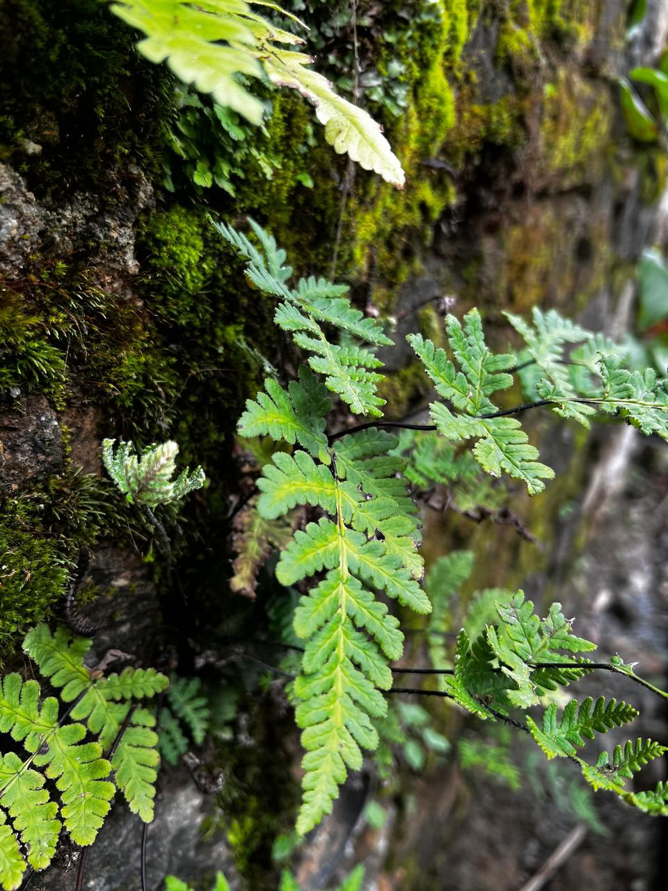 13 nachten 14 dagen शोधन detox panchakarma-retreat