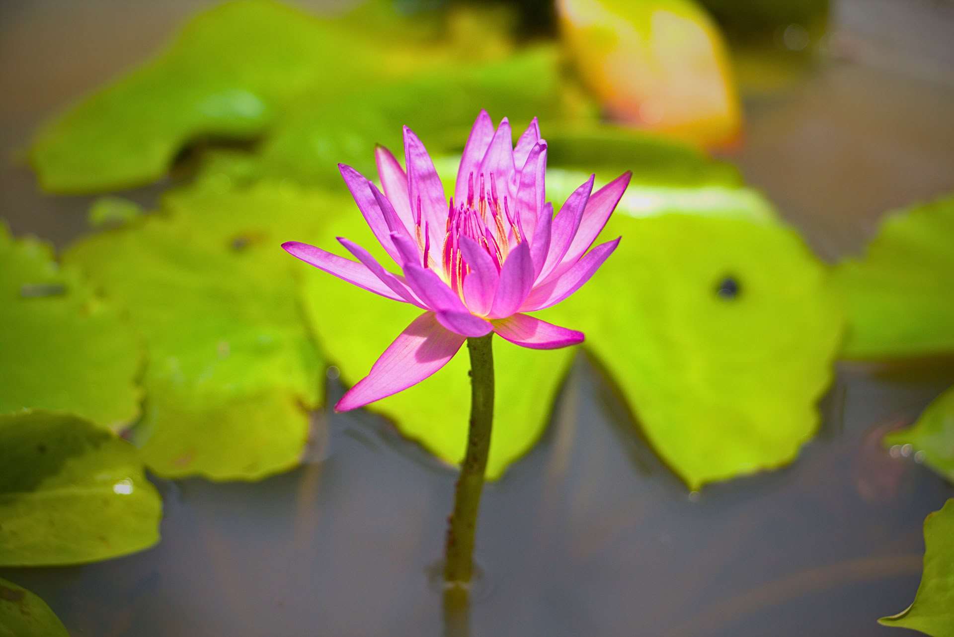 7-daagse reset van het zenuwstelsel, yoga- en meditatieretraite, Sri Lanka