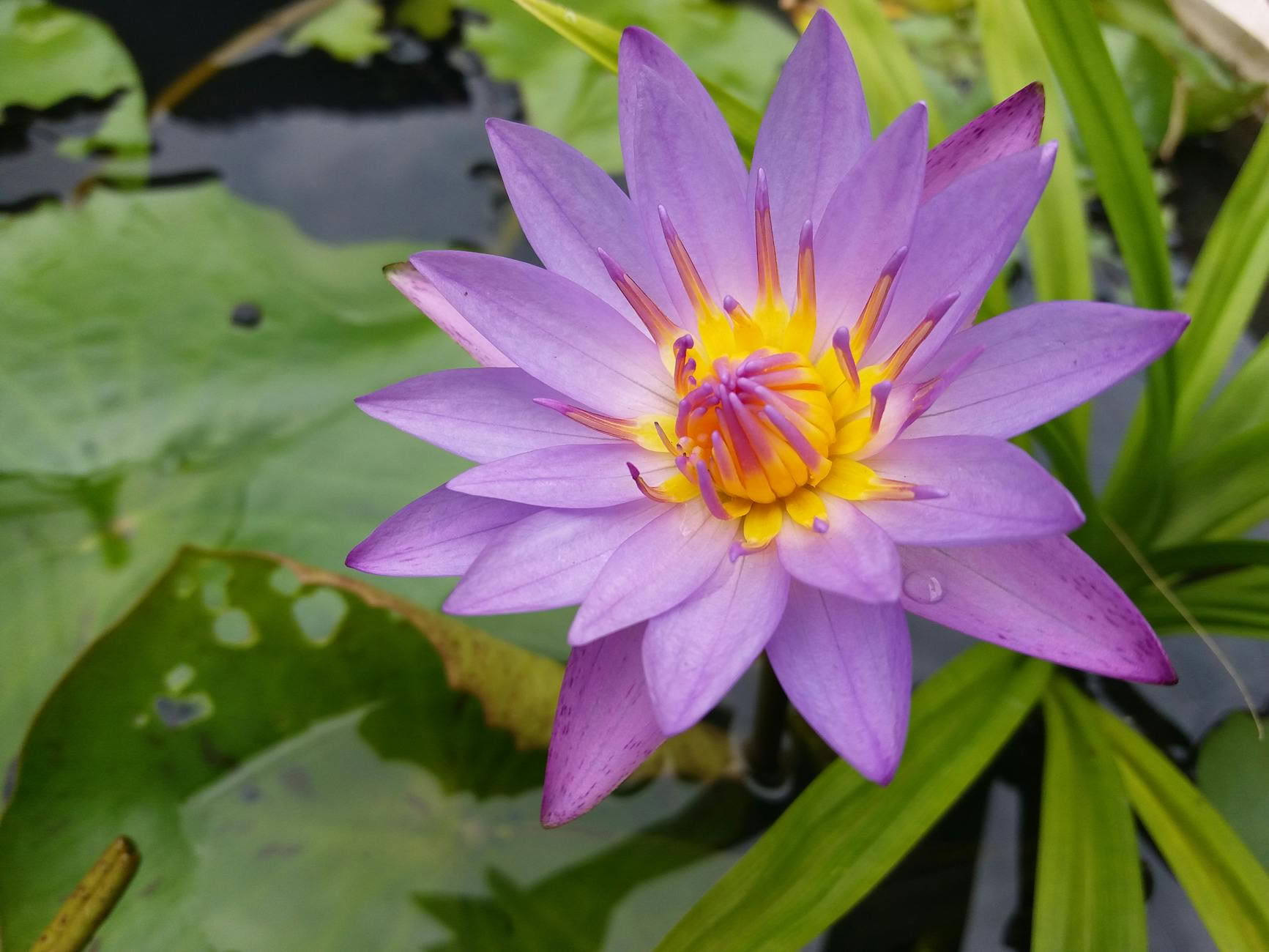 10-daagse inheemse helingsretreat met Ayurveda en yoga