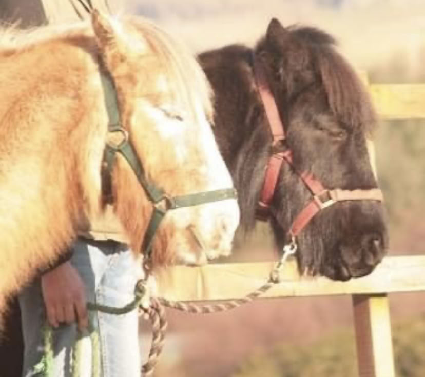 Paardenmeditatie