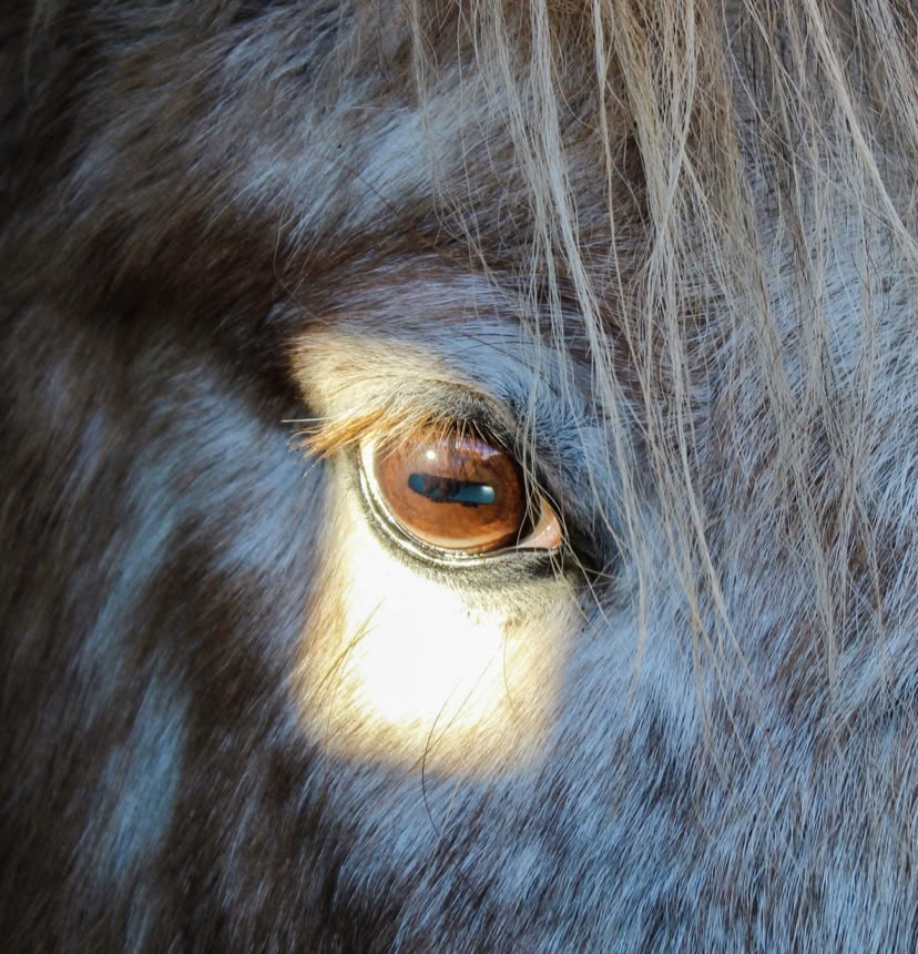 Paardondersteunde therapeutische coaching