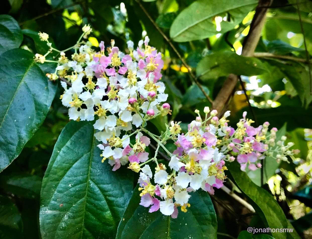 2–7 februari 2027 | kampeerervaring in het regenwoud van Cocoterra, Costa Rica