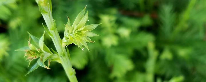 Instructie voor wandelmeditatie
