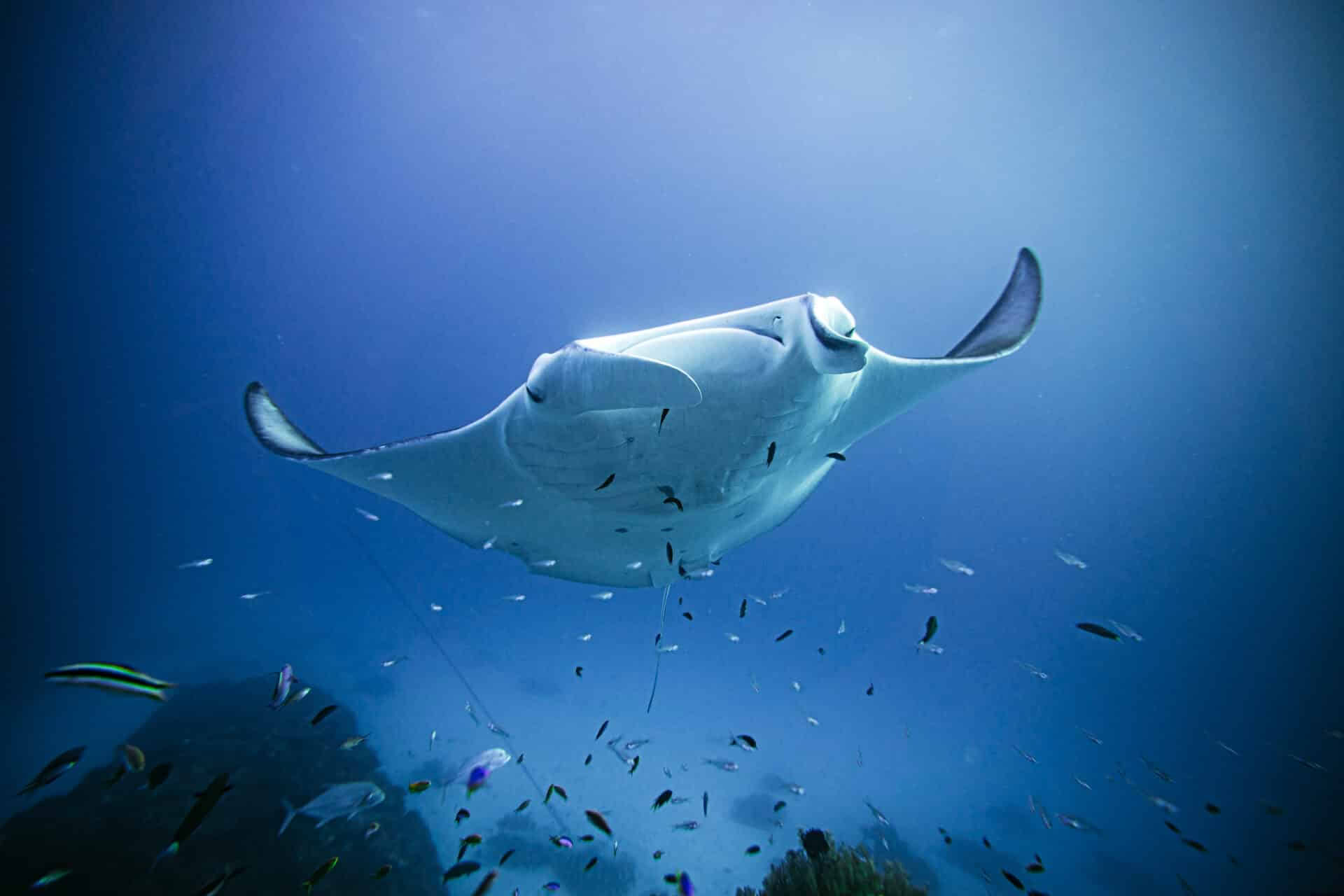 Lady Elliot Island Freediving & Alleen voor Breathless-instructeurs