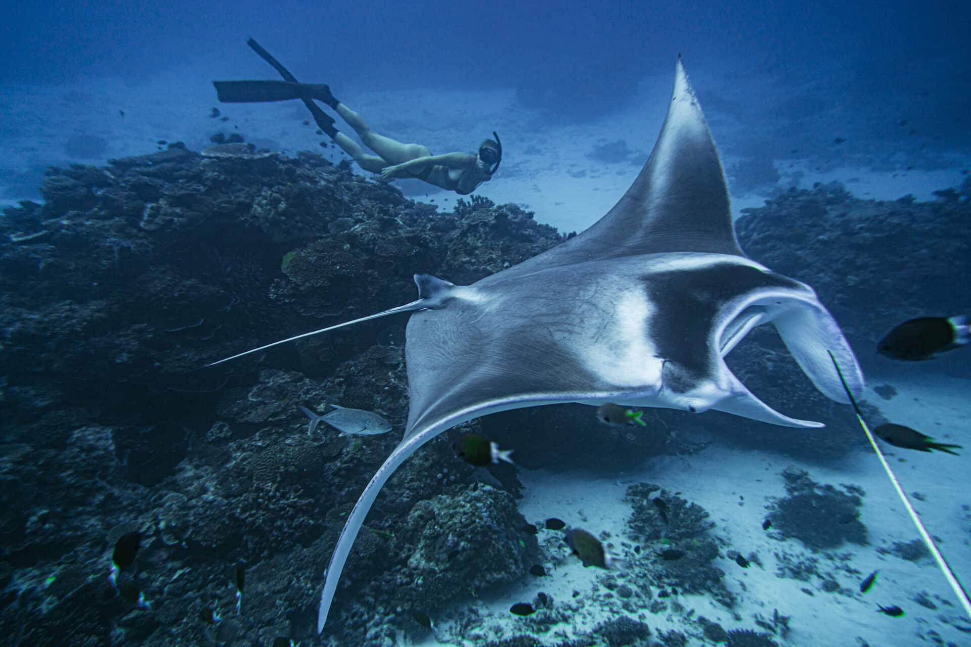 Lady Elliot Island Freediving & Breathless Alleen op uitnodiging