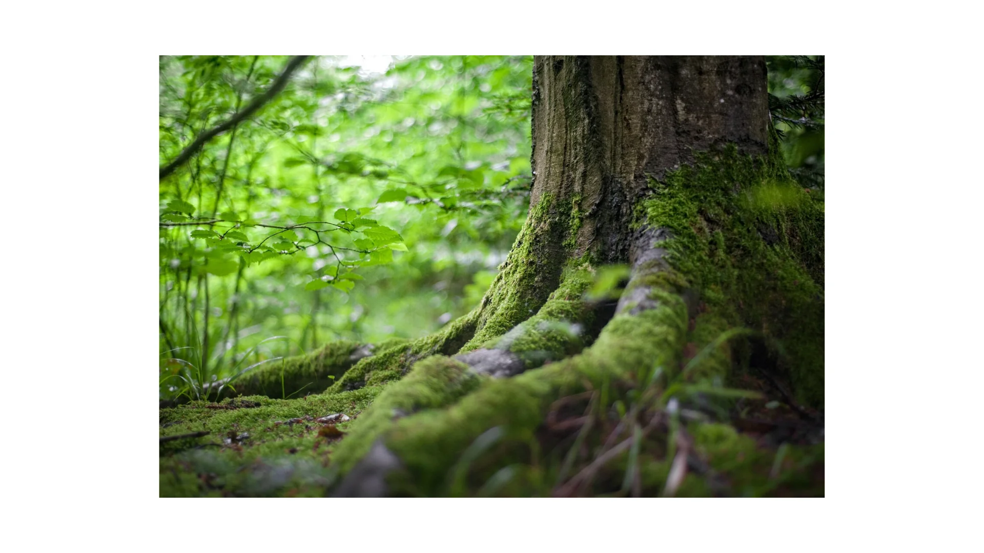 Mindfulness Boservaring 🌳