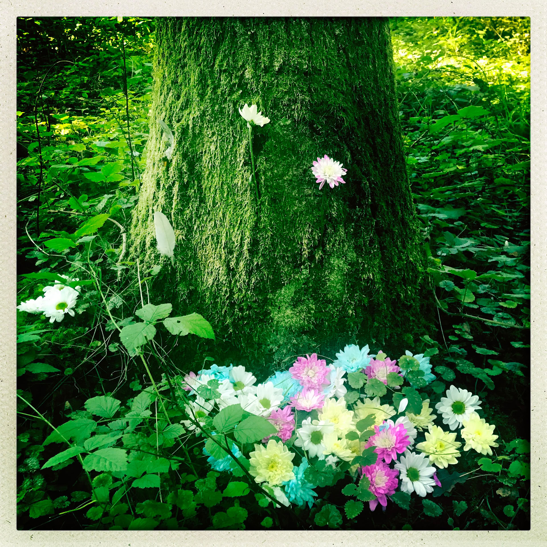 Mindfulness Boservaring 🌳