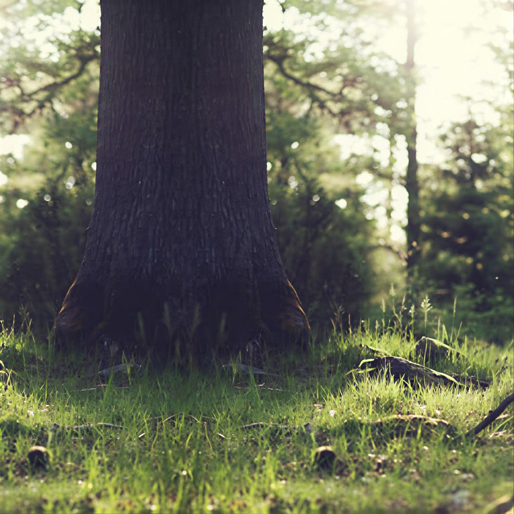Mindfulness Boservaring 🌳