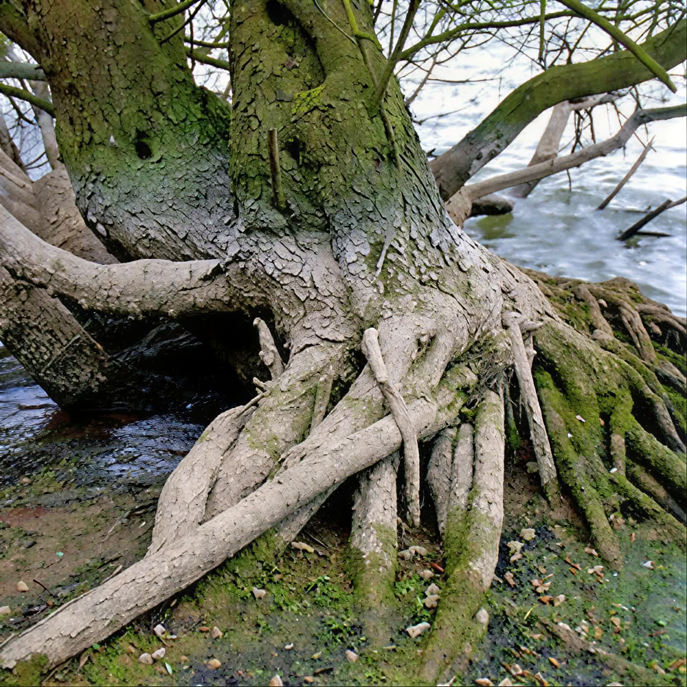 Mindfulness Boservaring 🌳