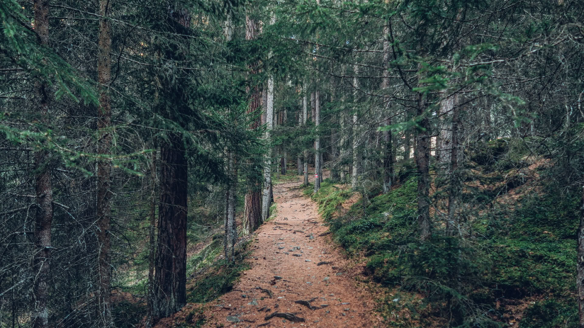 Mindfulness Boservaring 🌳