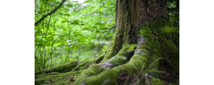 Mindfulness Boservaring 🌳