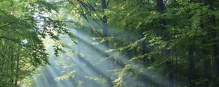 Reiki 2 Behandelaarscursus