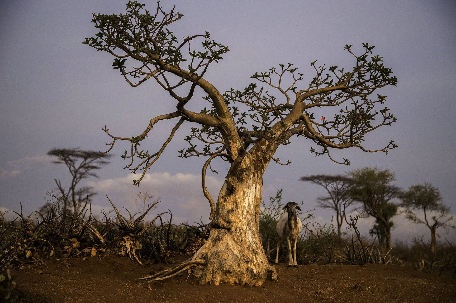 Trektocht door Noord-Ethiopië naar het Simiengebergte
