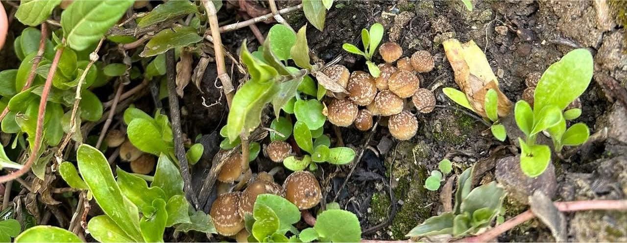 Paddenstoelen & Paddenstoelen