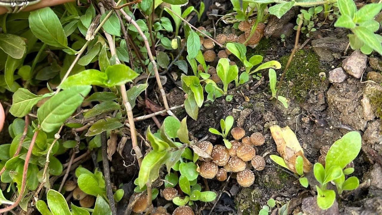 Paddenstoelen & Paddenstoelen
