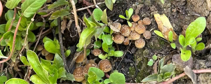 Paddenstoelen & Paddenstoelen