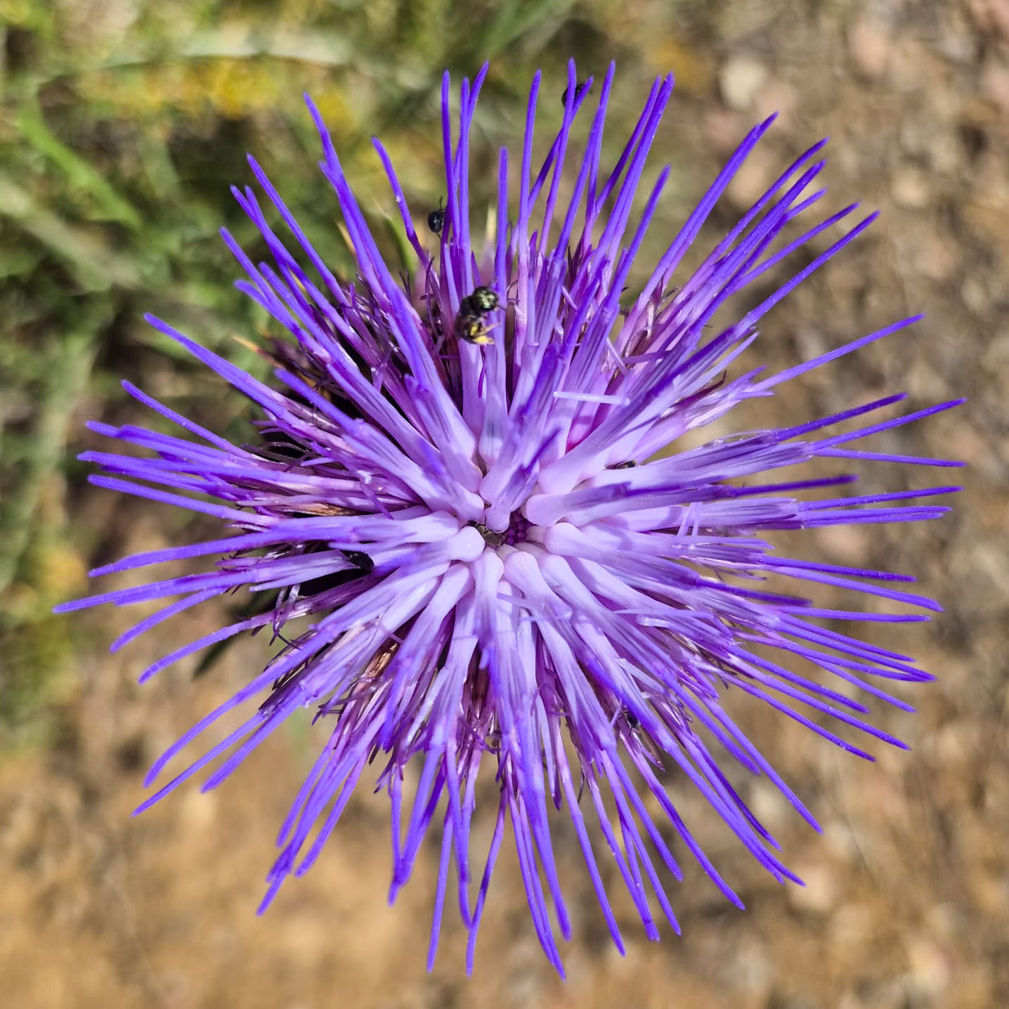 Huur Finca La Lola