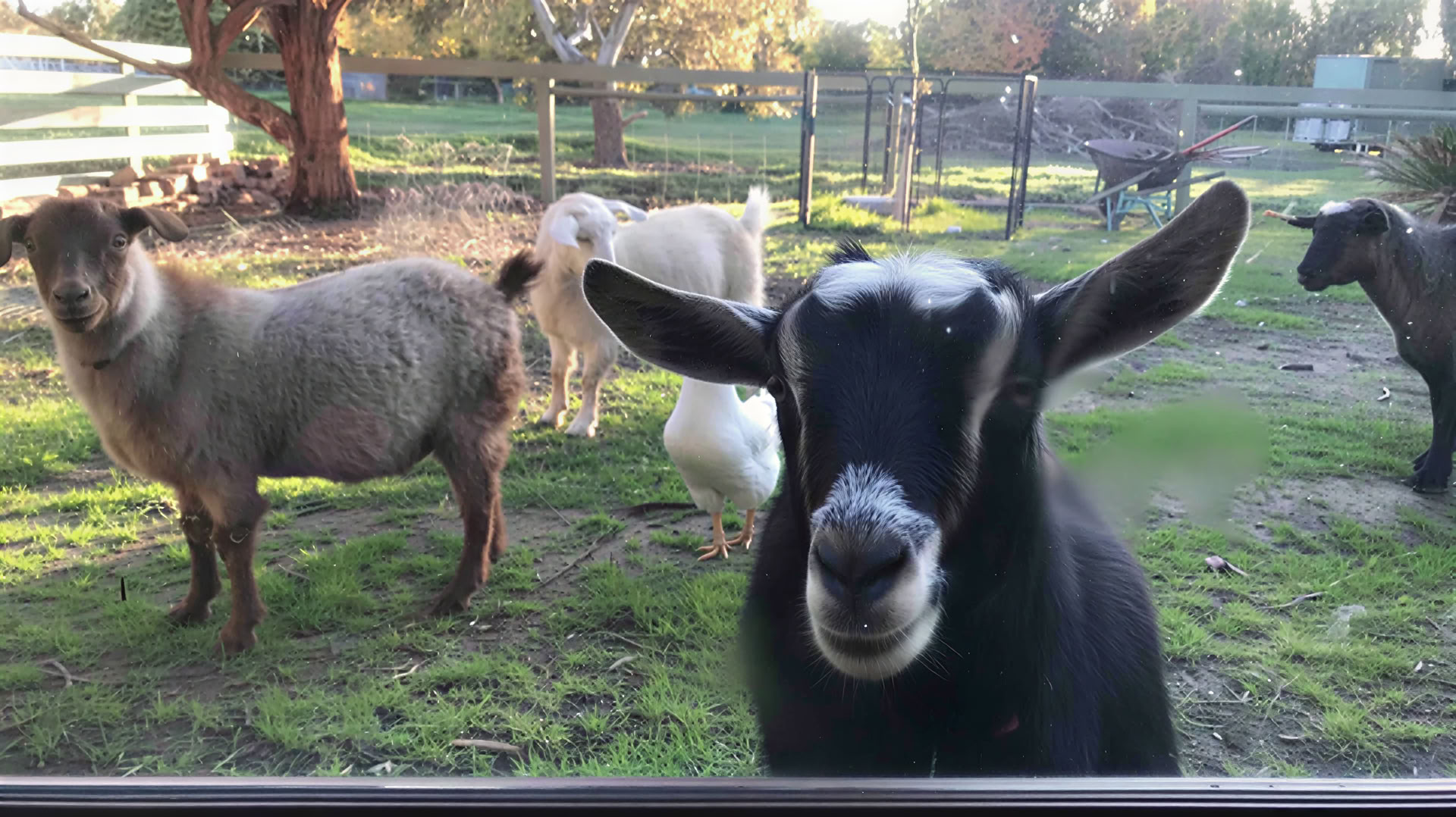 Weekendverblijf op de boerderij — Kleine Boerderij van Rust