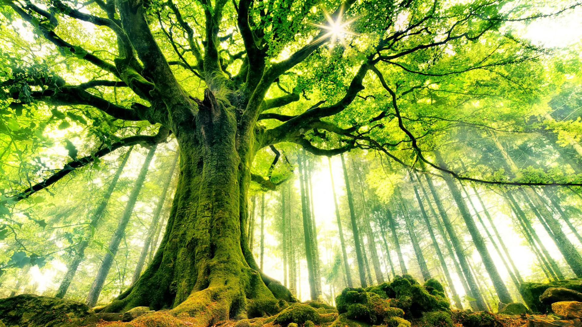 SoulNatural - Natuurheling