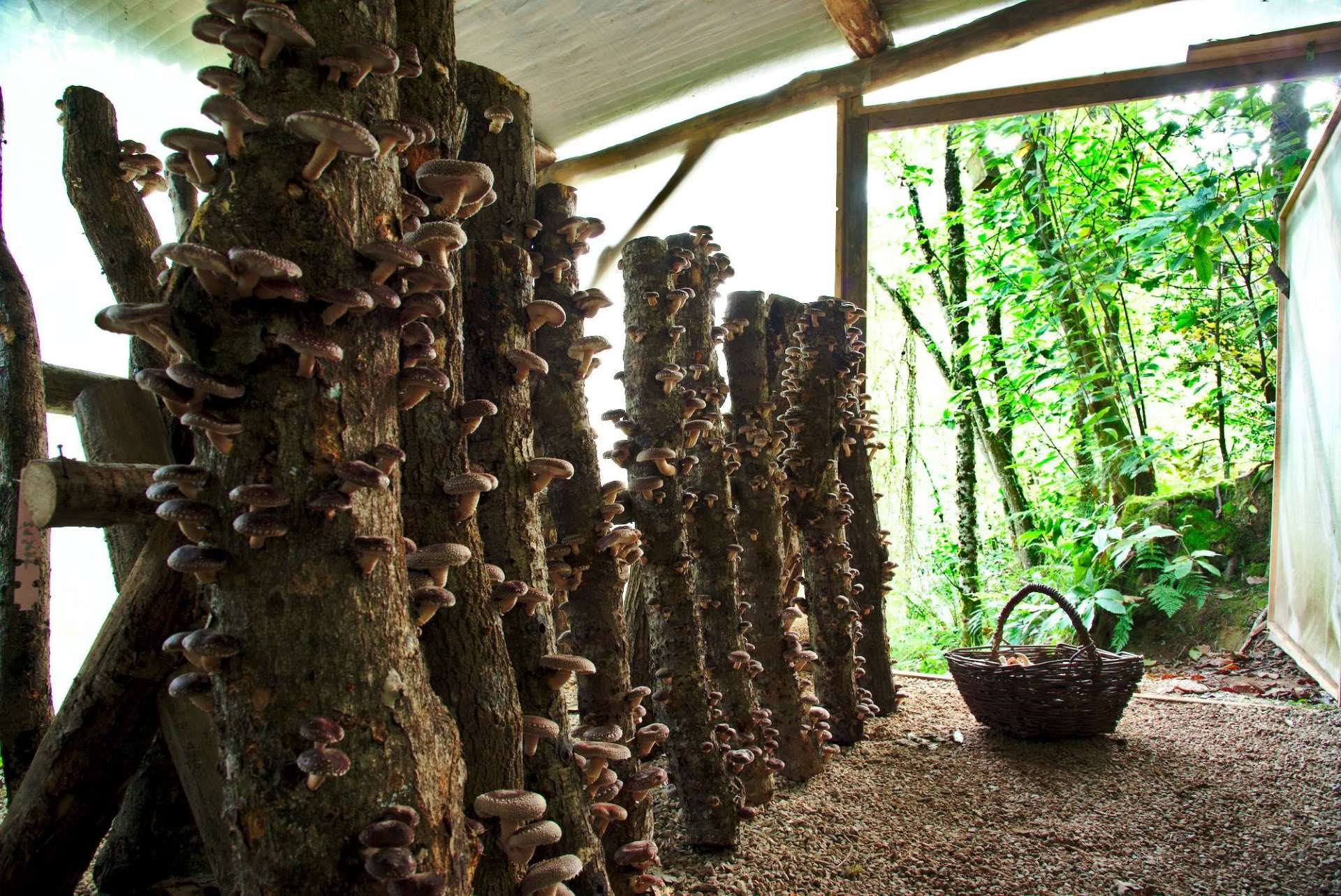 Bezoek aan het Fungi Natur-bos