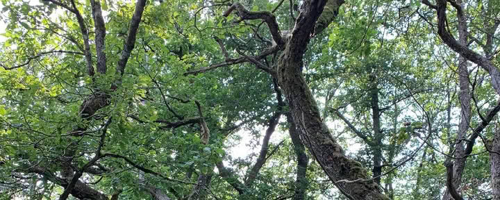 Aarde Solo – 24 uur Vision Quest in het bos – 11 tot 13 september 2026